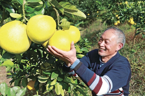 外婆味道的“梁平柚”回來了