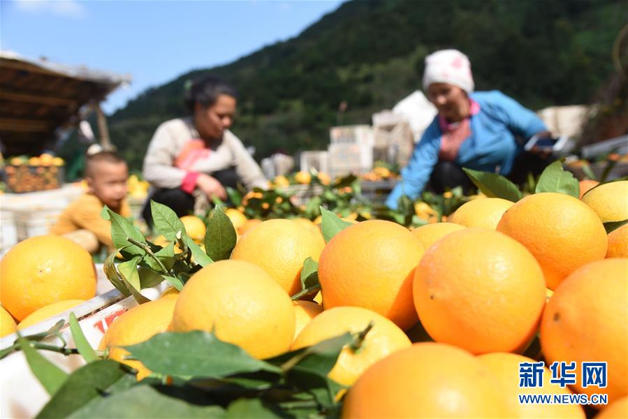 #（新華視界）（2）貴州榕江：臍橙鮮上市