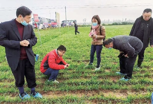 如何讓麥田雜草無影蹤