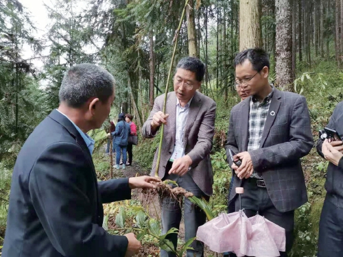 中藥材加工期待機械化