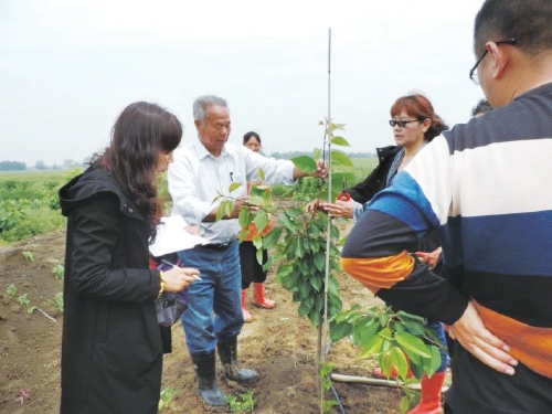 甜了樱桃　富了果农