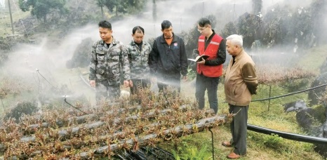 種上增收“仙草”　石山變成“金山”