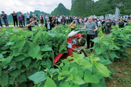 八桂大地续说蚕桑新故事