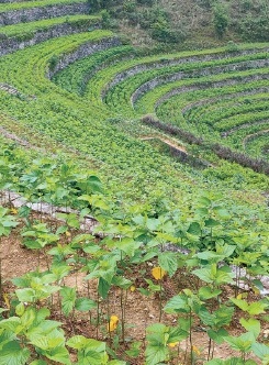 八桂大地续说蚕桑新故事