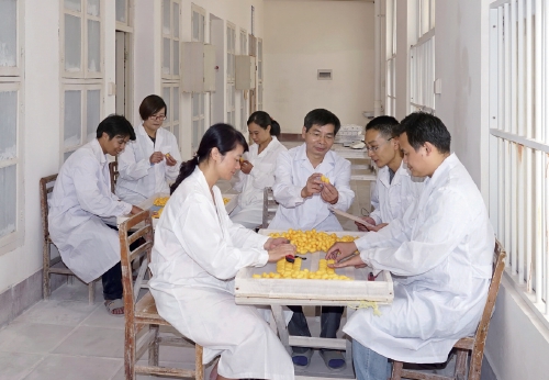 八桂大地续说蚕桑新故事