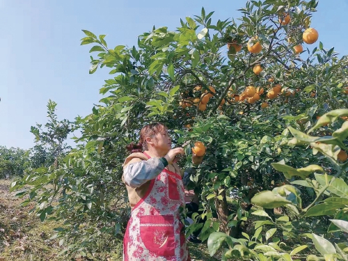 給蓬安錦橙謀一個“錦程”