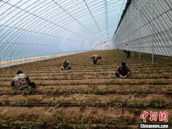 今年以來，襄垣縣上馬鄉(xiāng)抓住反季水果市場走俏機(jī)遇，積極調(diào)整產(chǎn)業(yè)結(jié)構(gòu)，變傳統(tǒng)種植為現(xiàn)代特色農(nóng)業(yè)種植，以“合作社+專業(yè)合作社+農(nóng)戶”的經(jīng)營方式，發(fā)展草莓種植產(chǎn)業(yè)，建設(shè)高標(biāo)準(zhǔn)大棚36架，種植面積達(dá)85.56畝?！≠Z霄星 攝