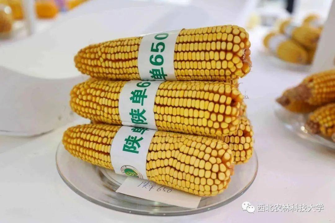 src=http___imagepphcloud.thepaper.cn_pph_image_109_371_236.jpg&refer=http___imagepphcloud.thepaper