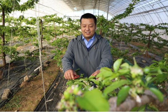 保春耕促生产  李海平：大棚里的“幸福年”1179