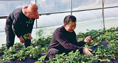 “蟲蟲”來幫忙　生態(tài)草莓品質(zhì)好