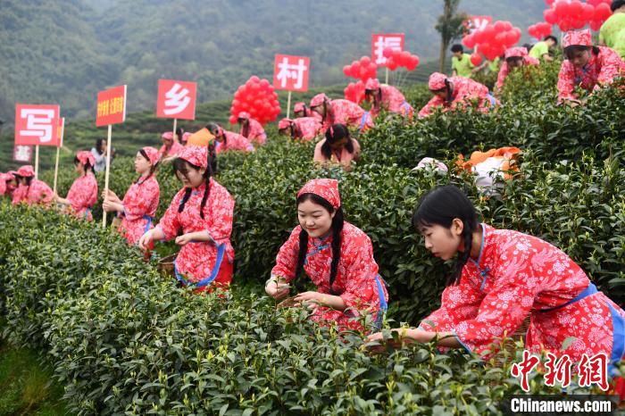 采茶女在團(tuán)壩鎮(zhèn)茶園采茶?！埨?攝