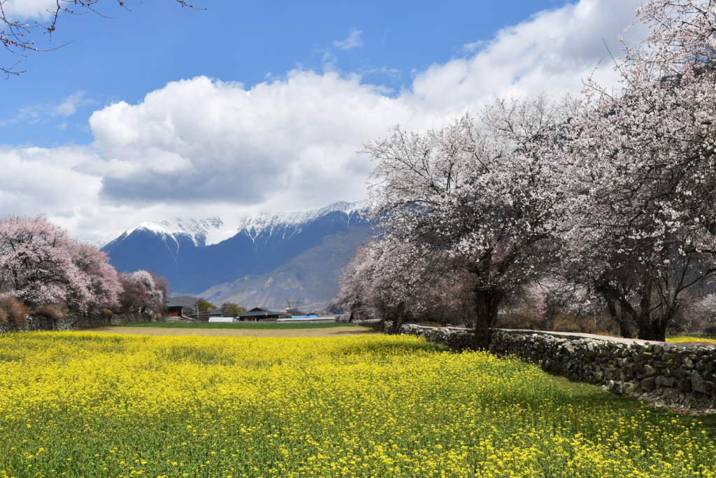 这是在西藏林芝市波密县拍摄的田园风光（2020年3月26日摄）。新华社记者 詹彦 摄