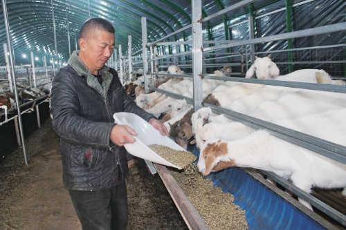 生态养羊助农“发羊财”
