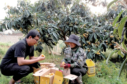 枇杷種植富農(nóng)家