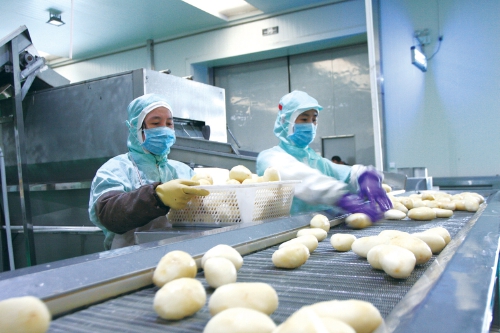 小土豆成为富民“金蛋蛋”