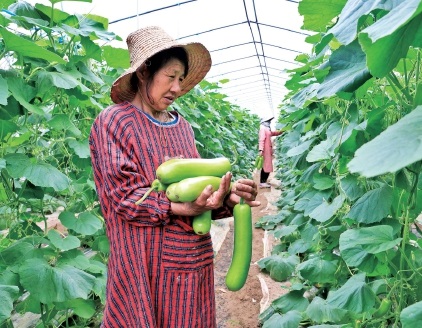 蔬菜示范园助农增收