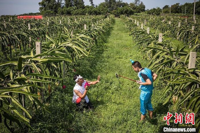 周華龍和團隊成員在田間地頭直播?！≈苋A龍供圖