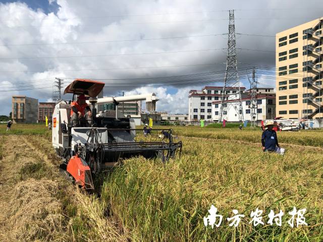 機(jī)手正在進(jìn)行收割作業(yè)