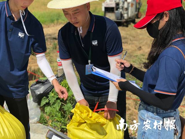 裁判對機手收割的水稻進行稱重