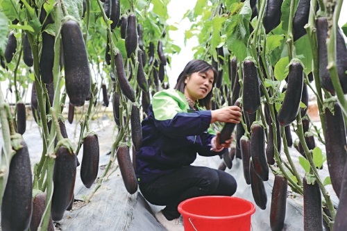 蔬菜园区鼓起农民“钱袋子”