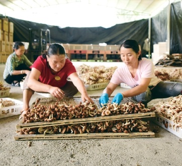 贵州岑巩　茶树菇深加工助农增收