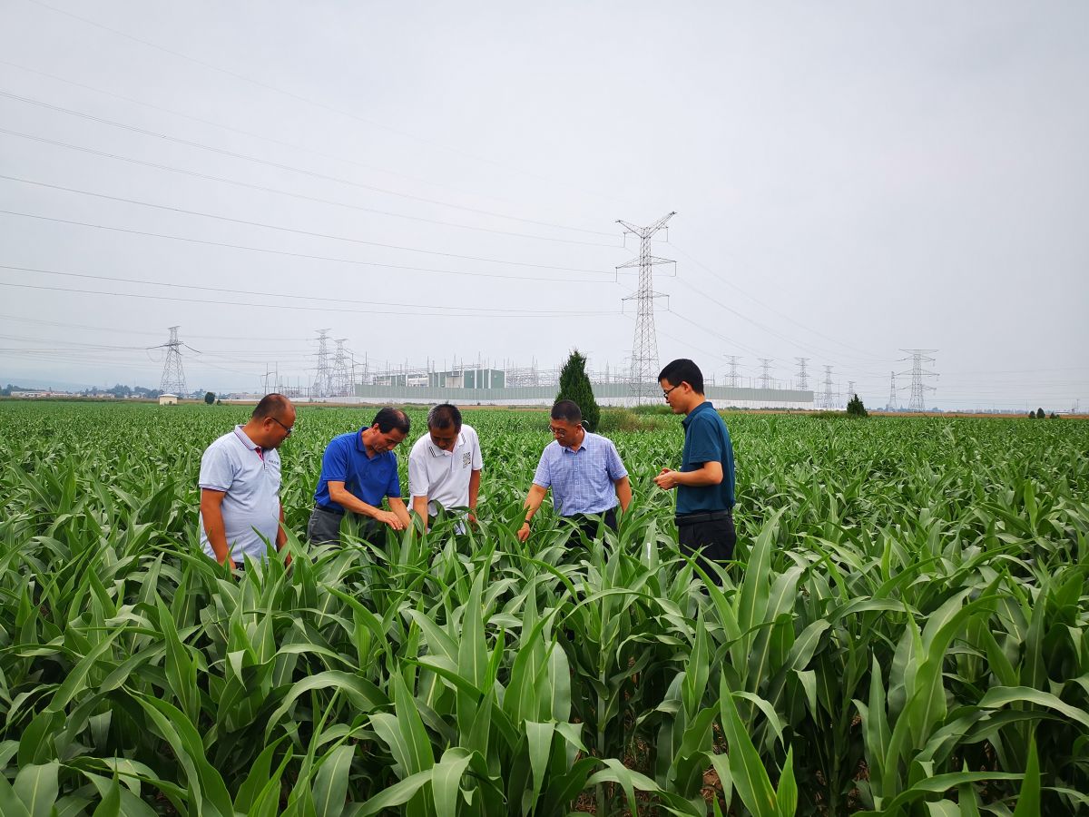 高粱夏播基地观摩