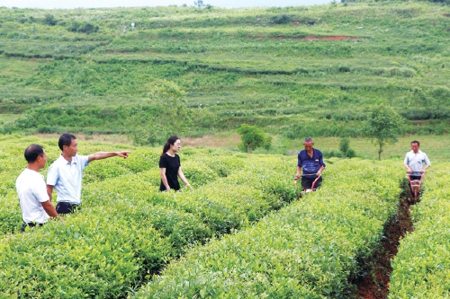 讓托管服務(wù)成為茶農(nóng)的好幫手