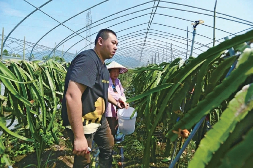 臺商江冠誼的田園夢