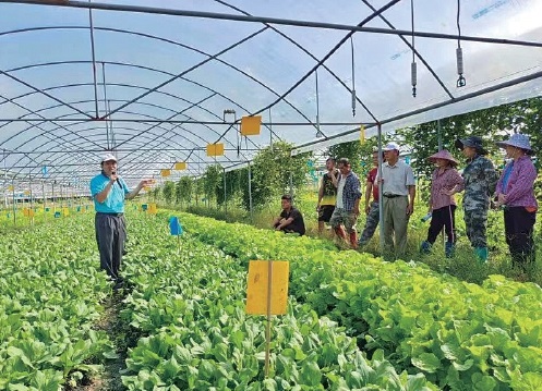 科技支撐海南夏秋淡季蔬菜種植