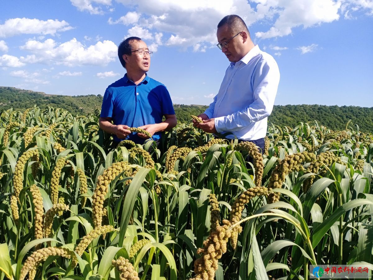 圖三 在寶塔區(qū)樓塔村國家谷子高粱產(chǎn)業(yè)技術(shù)體系延安綜合試驗(yàn)站示范基地，袁宏安研究員向大家介紹谷子新品種的選育情況