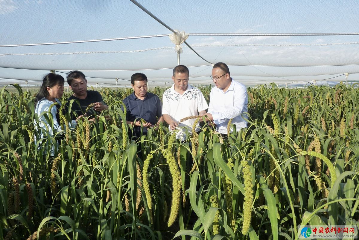 圖四 馮佰利教授向大家介紹谷子新品種的研發(fā)和試驗示范情況。