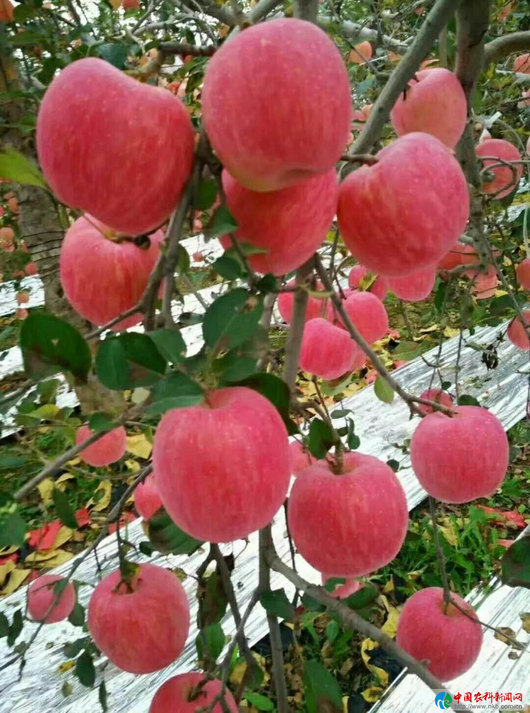 图片18