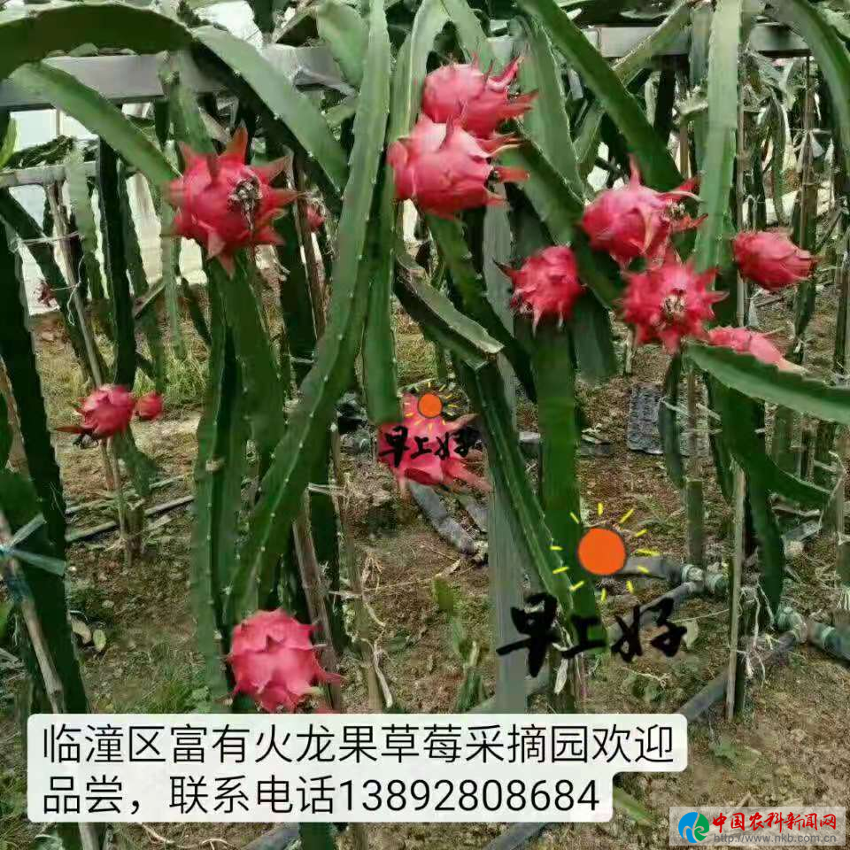 图片15