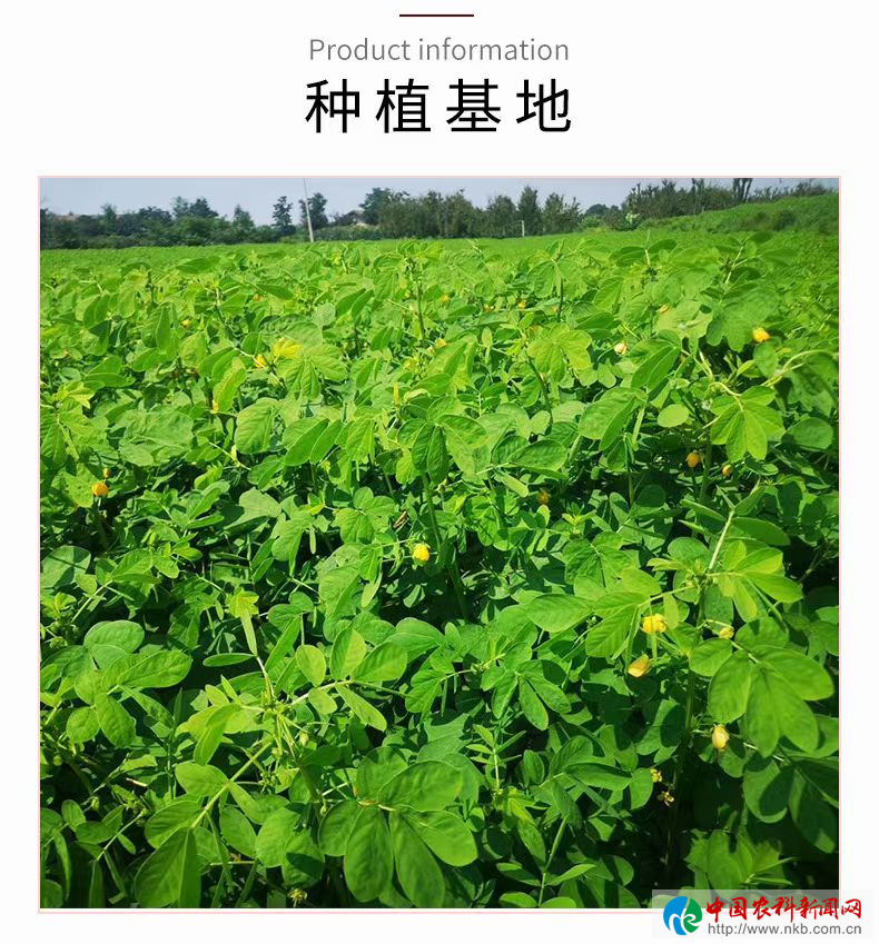 图片8