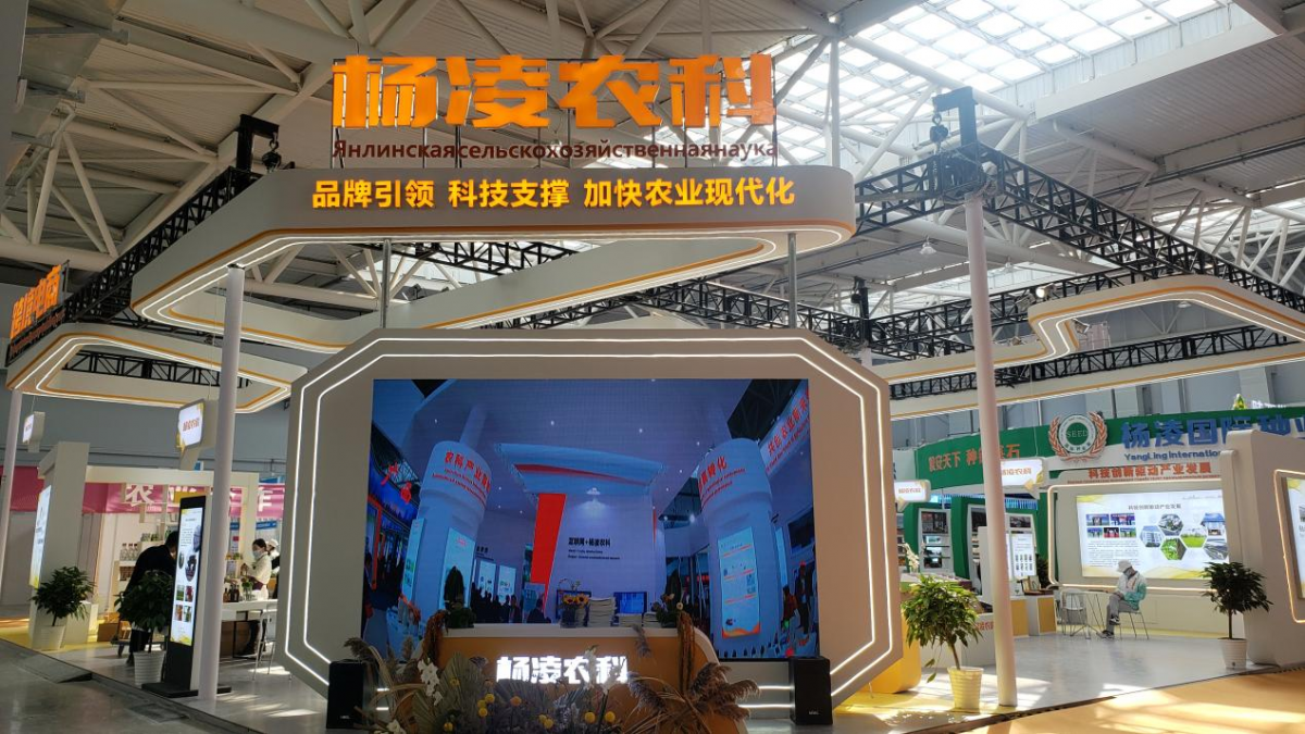 图片11