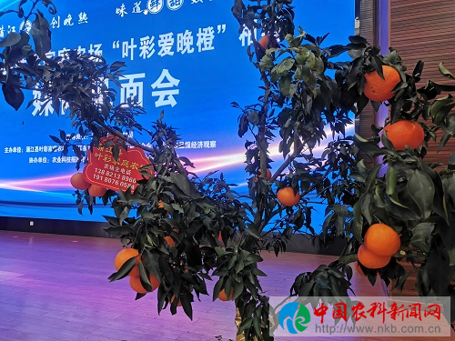 图片4