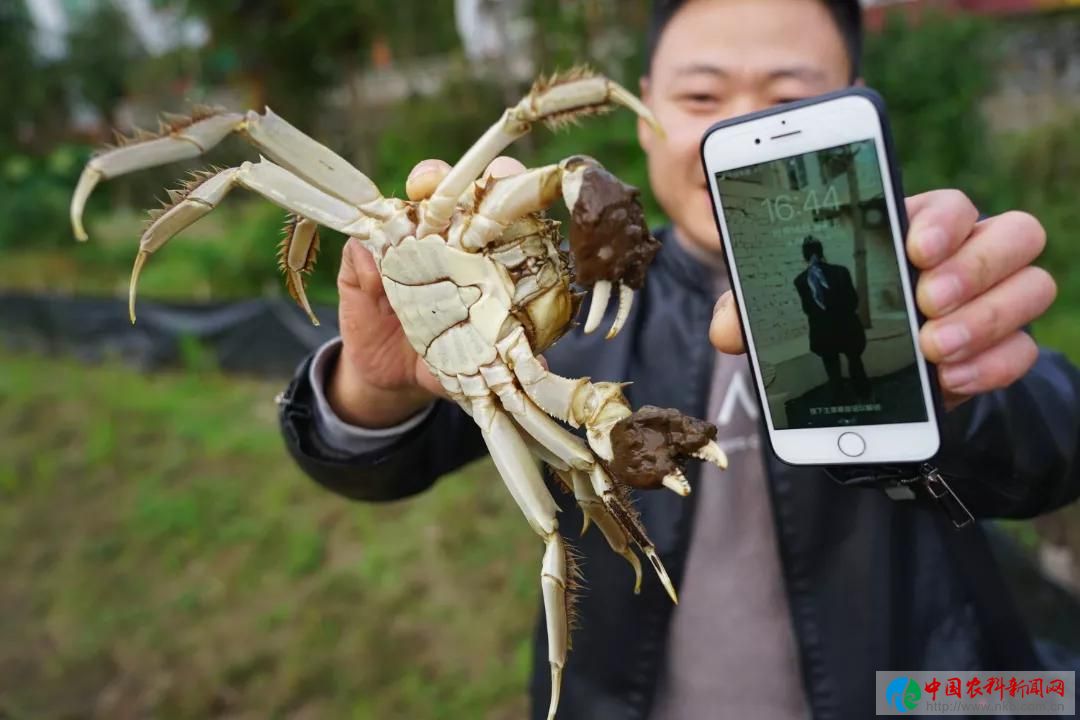 蟹