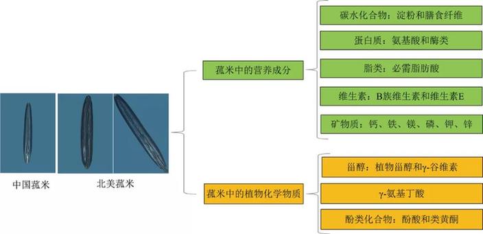 菰米——我國最早的谷類作物之一