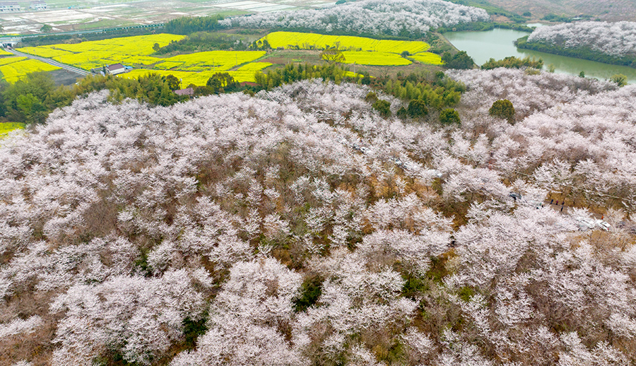 俯瞰三千余畝櫻花競相綻放，櫻林如云似雪、鮮花吐艷，春意盎然。李曉紅攝