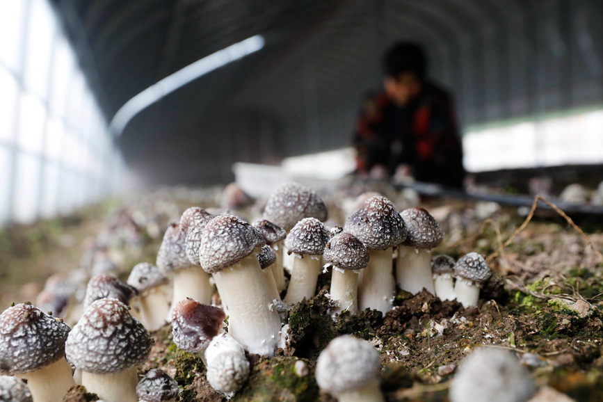 種植戶在河南省平頂山市寶豐縣周莊鎮(zhèn)馬川新村珍稀菌產(chǎn)業(yè)園大棚內(nèi)采摘赤松茸。何五昌攝 