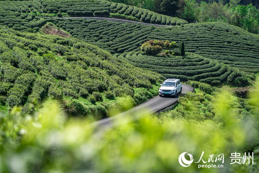 車輛穿行在高寨村茶場。人民網(wǎng) 涂敏攝