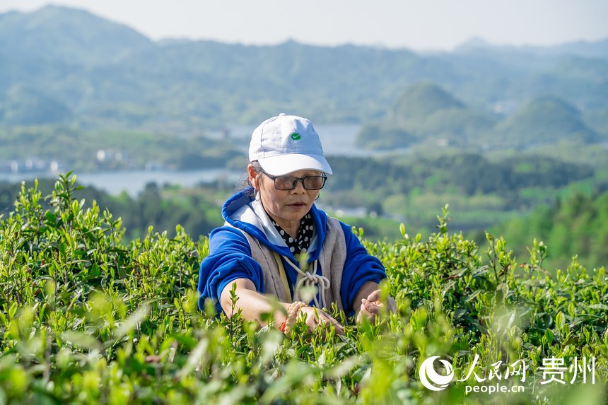 茶農(nóng)在高寨村茶場(chǎng)參加采茶比賽。人民網(wǎng) 涂敏攝