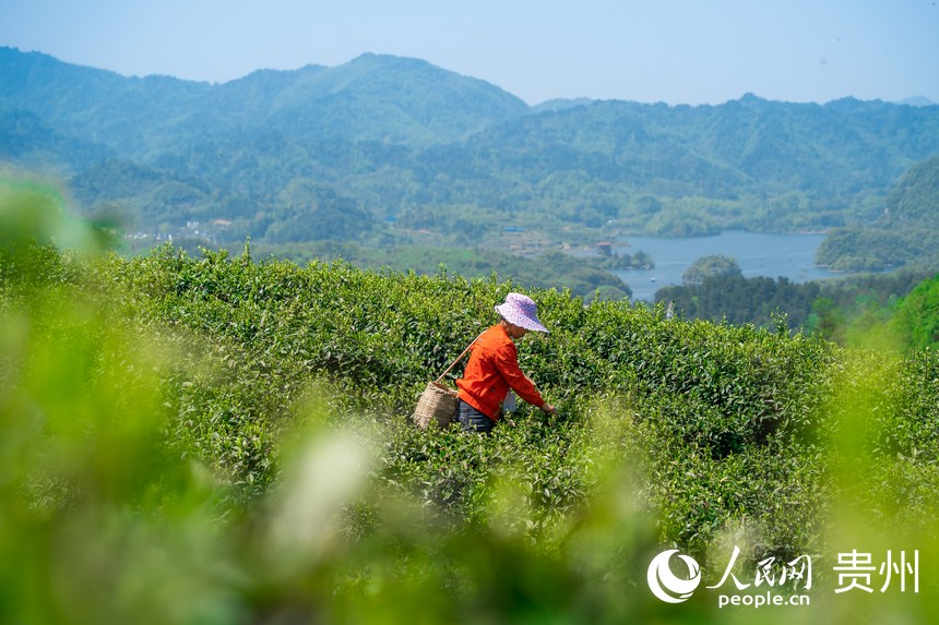 茶農(nóng)在高寨村茶場(chǎng)參加采茶比賽。人民網(wǎng) 涂敏攝