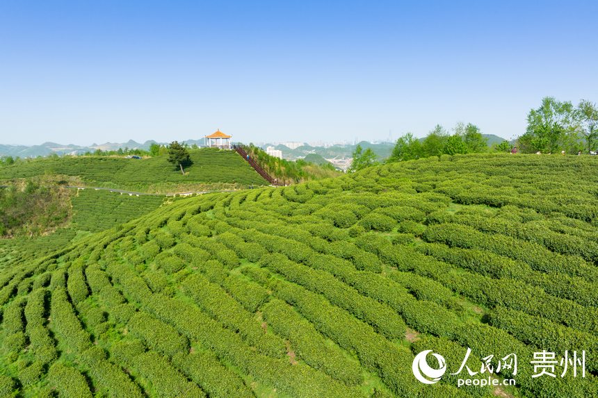 貴陽市觀山湖區(qū)朱昌鎮(zhèn)高寨村的茶場。人民網(wǎng) 涂敏攝