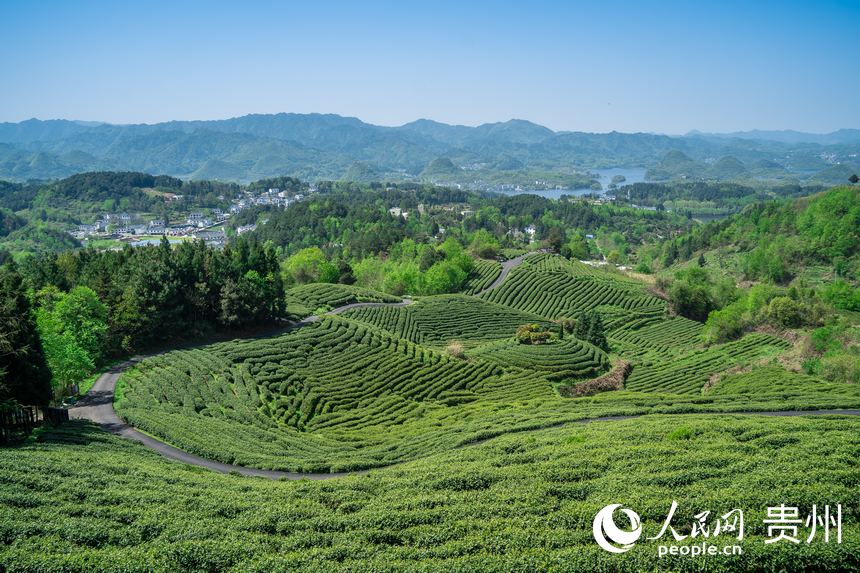 貴陽市觀山湖區(qū)朱昌鎮(zhèn)高寨村的茶場。人民網(wǎng) 涂敏攝