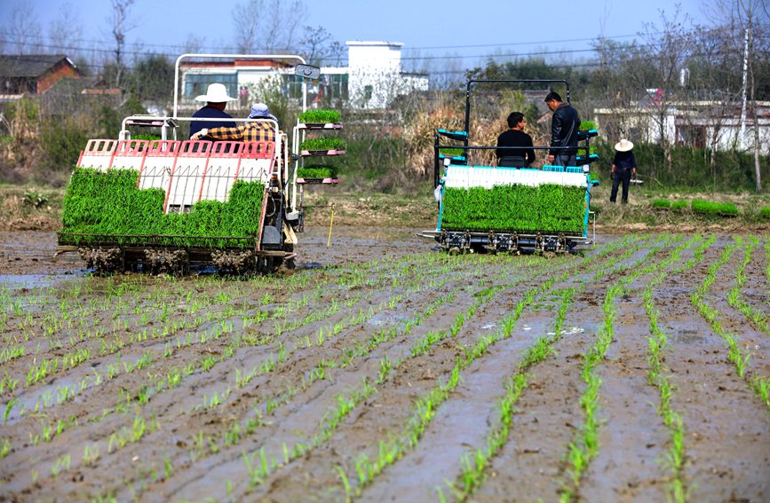 田間地頭春耕忙。謝萬柏攝