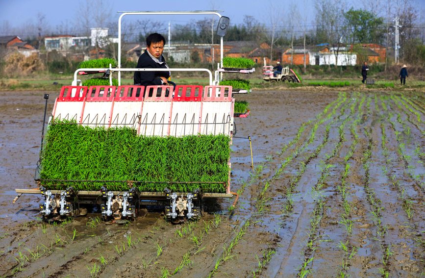 田間地頭春耕忙。謝萬柏?cái)z