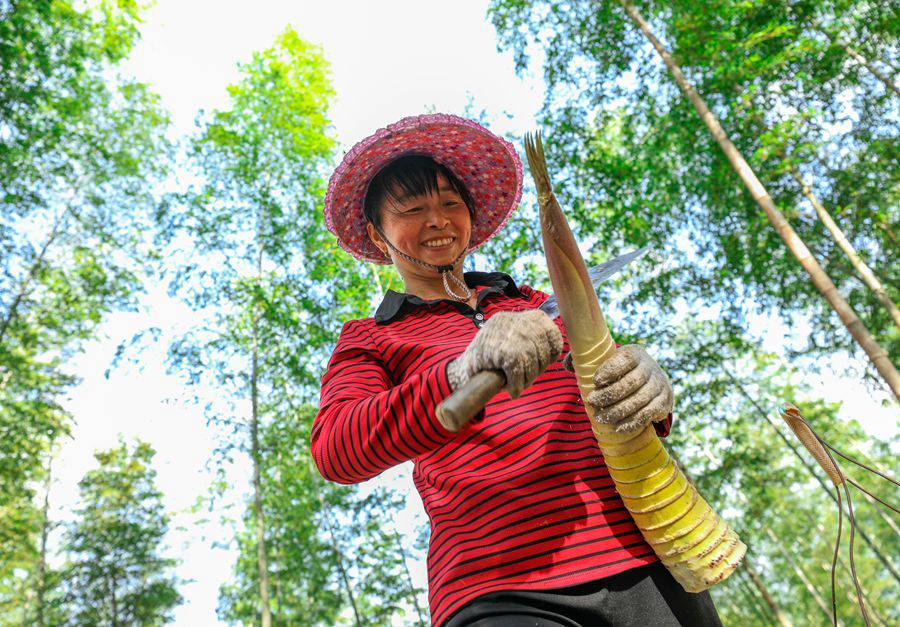 筍農(nóng)正在處理剛挖出來的春筍。黃尉峰攝