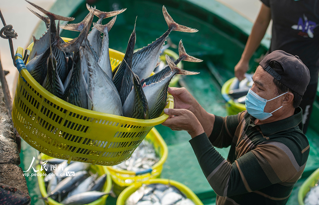 海南瓊海：春光好 魚滿艙