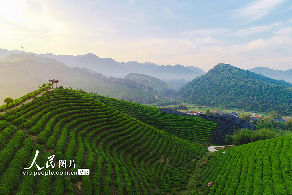 杭州：生態(tài)茶 俏海外【4】